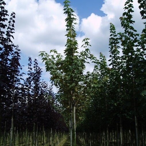 Acer platanoides 'Drummondii'